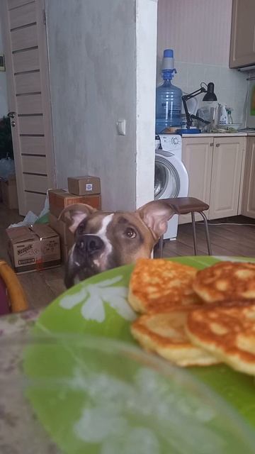 Ужас! Собаку кормят с хозяйского стола. Ну, он же так вежливо просит) смотреть онлайн