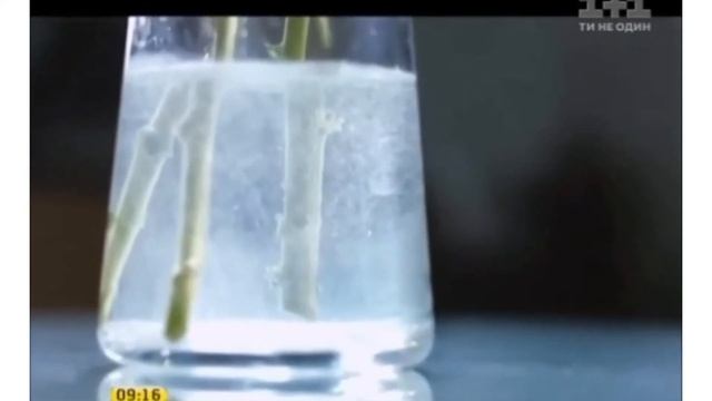 6 клас. Трудове навчання. Корисні поради. смотреть онлайн