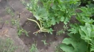 Кабачки, сильно много пасынков к чему это приводит.