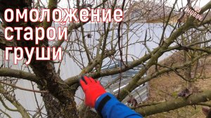 Обрезаем старую заволчкованную грушу!