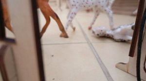 типичный сериал игрушечные лошади 2 серия