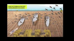 Расстановка чучел гусей на краю поля