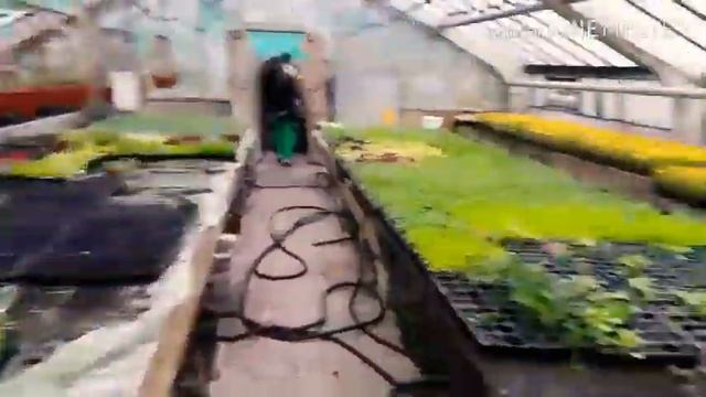 818. Влог Городские цветы. Зимний сад. смотреть онлайн