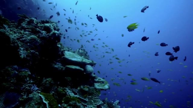Divers haven at balicasag island, panglao, Bohol, little vacation during pandemic смотреть онлайн