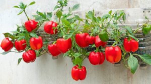 Выращивание болгарского перца на стене, выращивание болгарского перца в дешевых пластиковых бутылках
