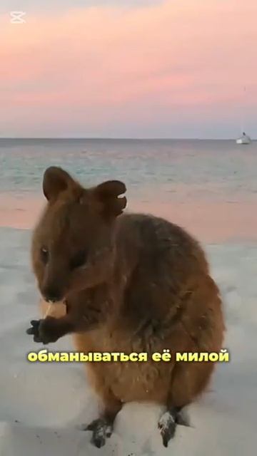 Квокка-прикольное животное смотреть онлайн