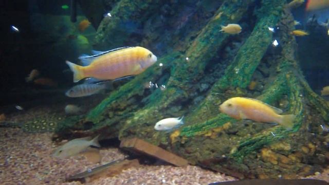 Чем развлечь ребенка в Анапе? смотреть онлайн