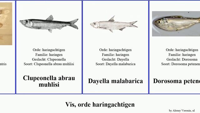 Vis, orde haringachtigen alosa sardinella fish immaculata tyrannus jussieu toli novaehollandiae смотреть онлайн