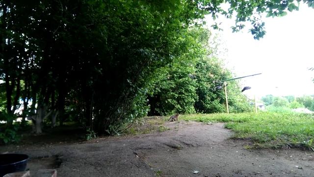 Неудачная охота кошки за голубями смотреть онлайн