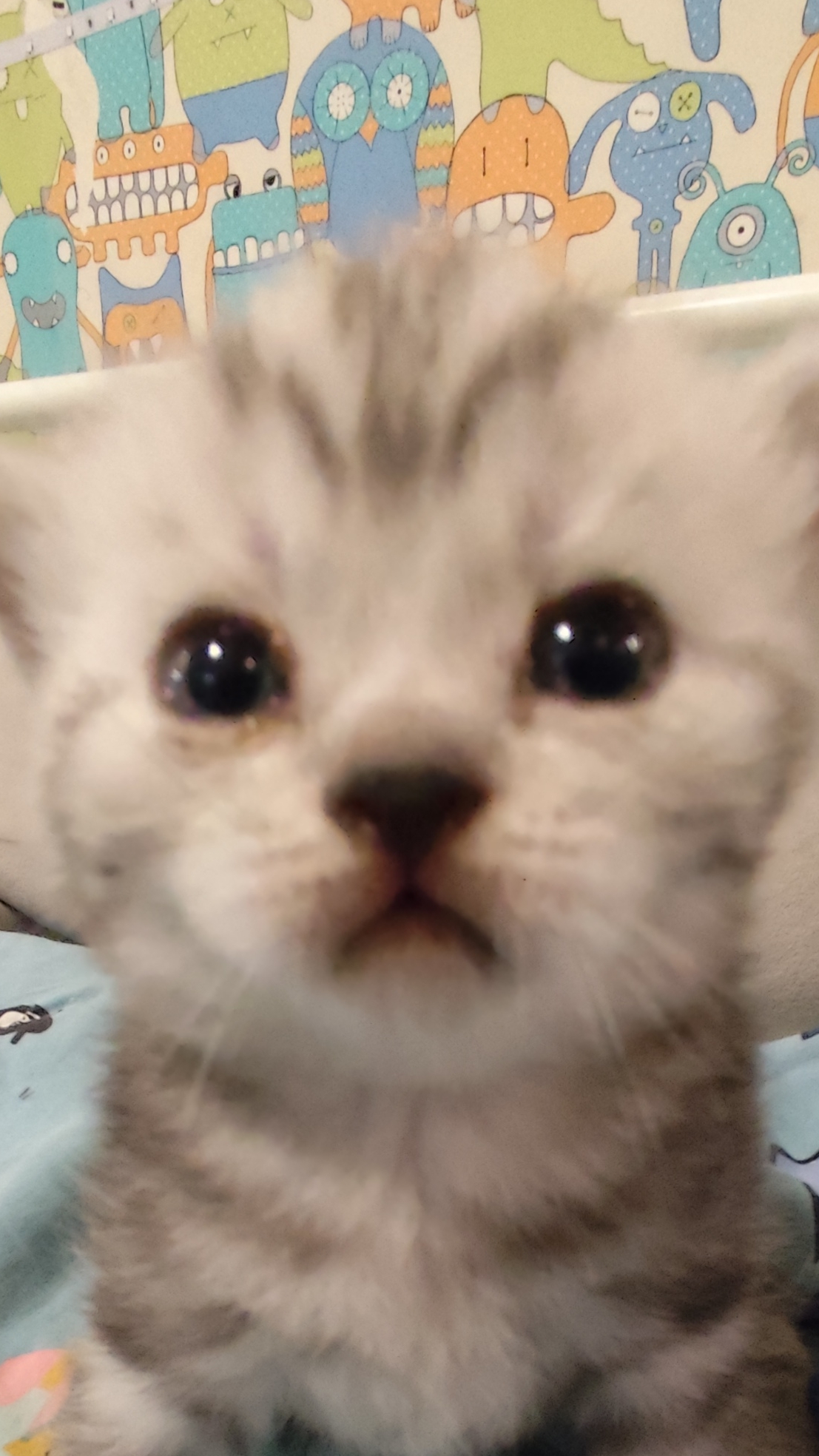 котята смотреть онлайн