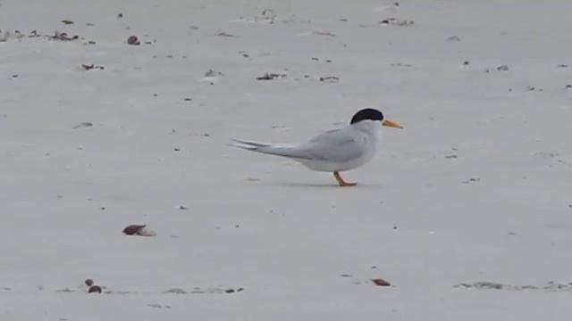 Fairy tern смотреть онлайн
