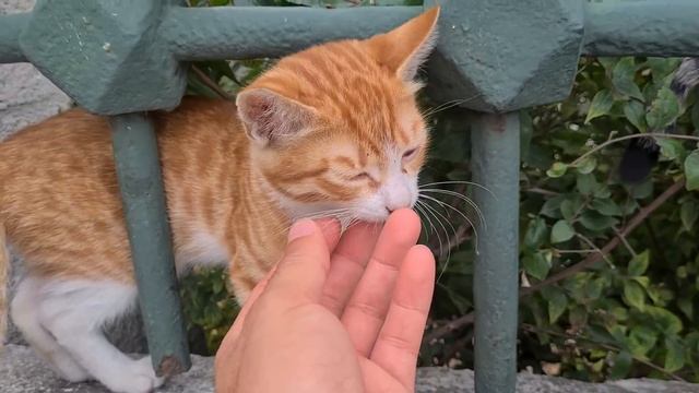 Sleeping Kittens freaked out when they smelled the food in my Bag. смотреть онлайн