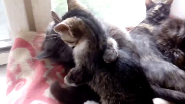 Котик Вольтик в роли папы) смотреть онлайн