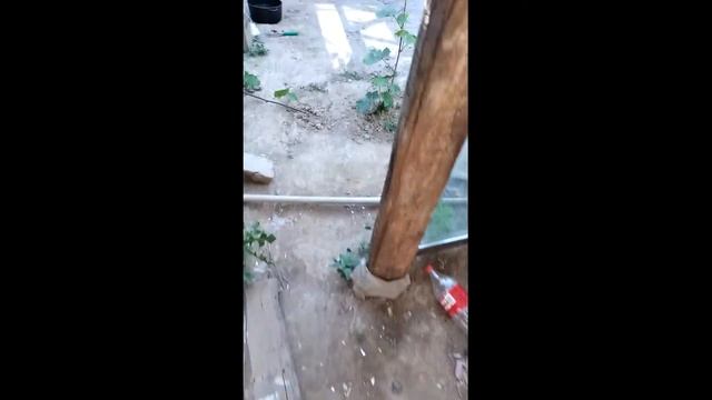 Тауық сою. Как резать курицу. смотреть онлайн