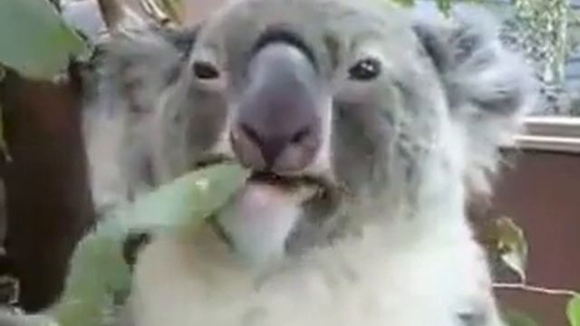 Koala food trees are disappearing смотреть онлайн
