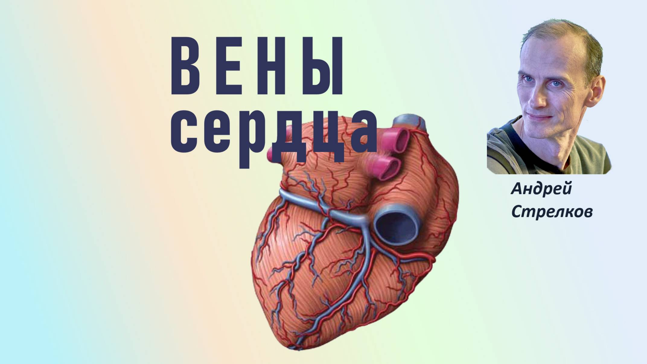 Вены сердца. Венечный синус смотреть онлайн
