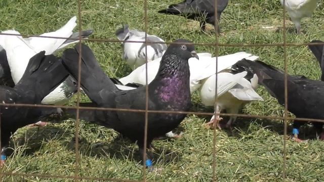 #Pigeon #Дагестан  В гостях у Загира!