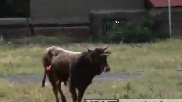 Yerevan Corrida как мы ловили сбежавшего в город быка смотреть онлайн