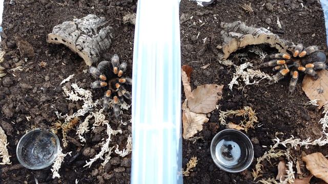 Update zu 1.1 Brachypelma harmorii - Züchten oder nicht? смотреть онлайн
