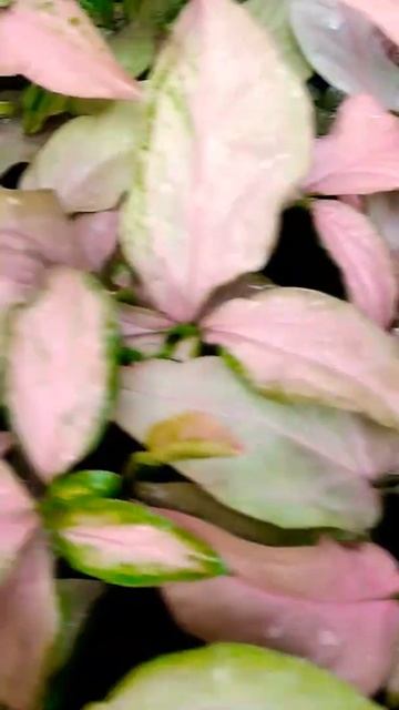 SYNGONIUM PINK#Shorts смотреть онлайн