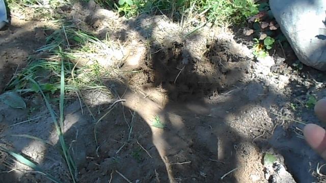 Как поймать крота . Самый эффективный способ . Кротоловка . смотреть онлайн