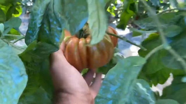 SemiStrani.it - Pomodoro Gigante Italiano - Italian Giant Tomato смотреть онлайн