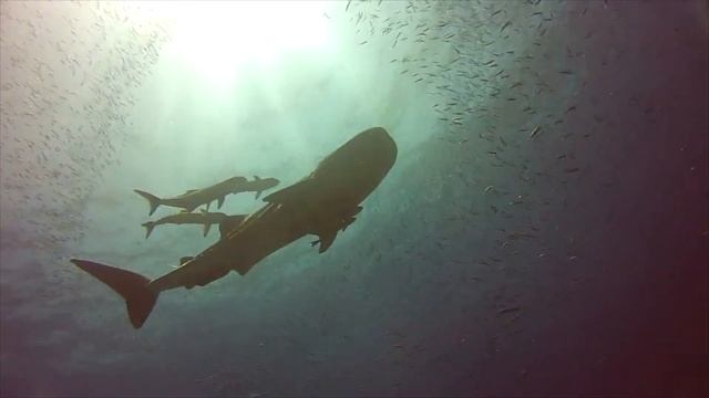 Q & A with Shark Guardian April 2020 смотреть онлайн