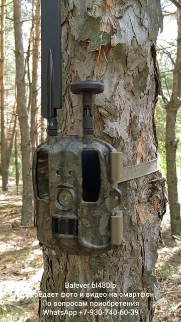 Фотоловушка Balever bl480lp смотреть онлайн