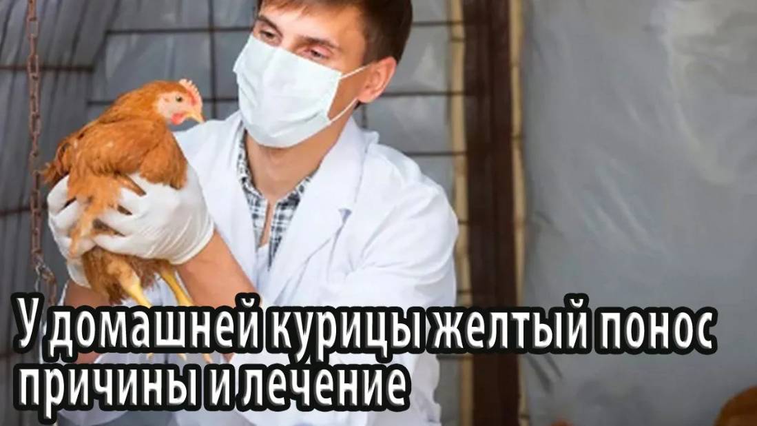 У домашней курицы желтый понос причины, лечение, профилактические меры