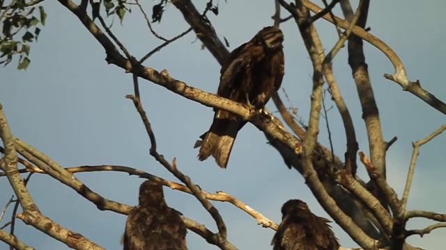 black kite - milvus migrans migrans - ძერა смотреть онлайн