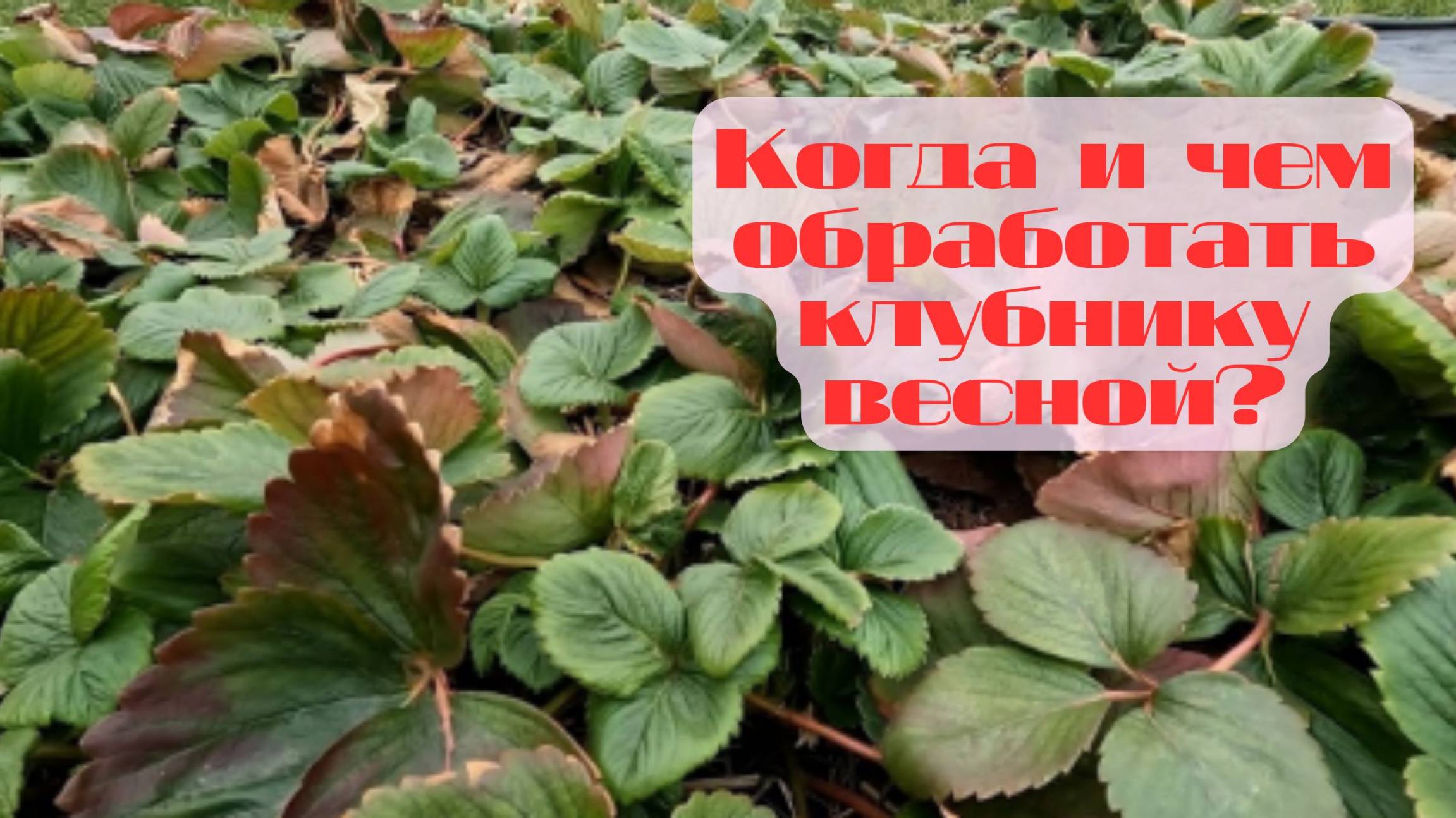 🍓 Обработка клубники весной: простые шаги для богатого урожая! 🌞 смотреть онлайн