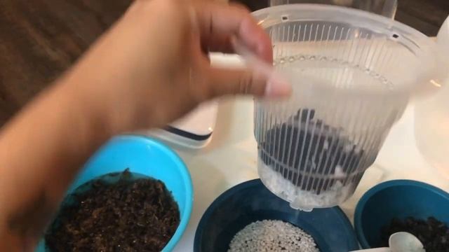 Terrarium style propagation смотреть онлайн