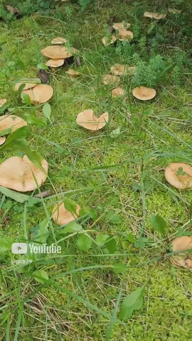 гриб РЫЖИК ЕЛОВЫЙ, утро грибника ! #природа #лес #грибы #поехатьзагрибами смотреть онлайн