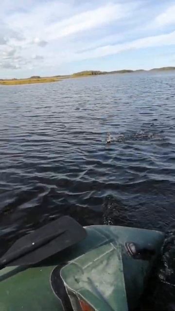Окуни на воблер.