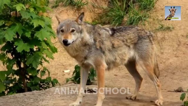 🟡ГОЛОСА ЖИВОТНЫХ ПОД ЗВУКИ НОЧНОГО ЛЕСА. ANIMAL SOUNDS [ ✅19 ] смотреть онлайн