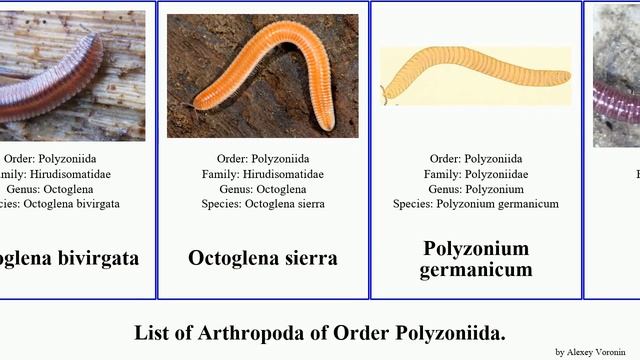 List of Arthropoda of Order Polyzoniida. sierra persephone purpureus Octoglena Rhinotus Large Nico смотреть онлайн