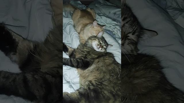 Кошка вылизывает вырастившего ее кота.