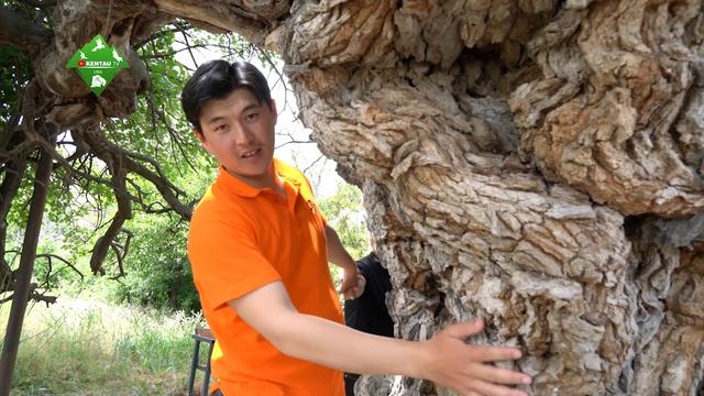 Тұт ағашы смотреть онлайн