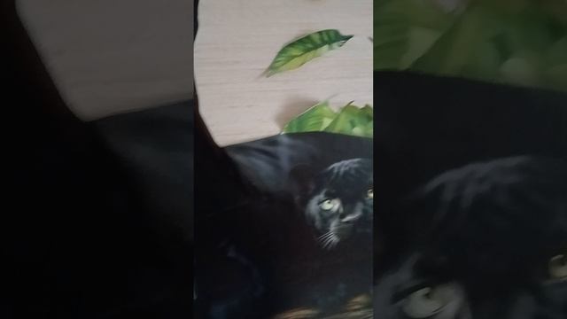 1000000632.mp4 смотреть онлайн