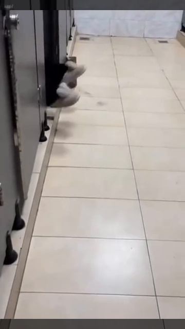 Туалет 😉✌️😂😂😂 смотреть онлайн