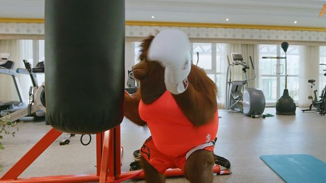 Animalia - Orangutan Rambo is a champion boxer смотреть онлайн