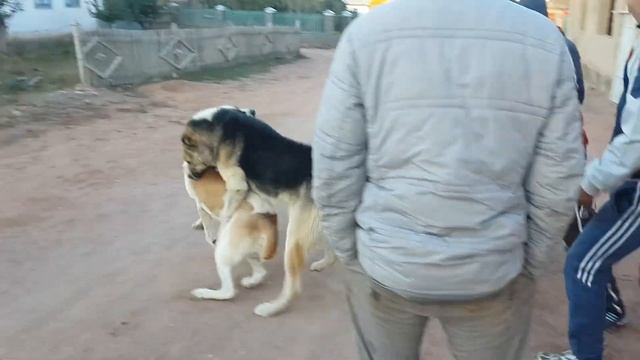 Внезапно.....