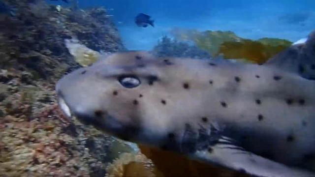Horn Shark at Santa Cruz Island September 04 2016 смотреть онлайн