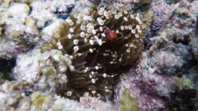 Sardine run in MOALBOAL, CEBU 🇵🇭 смотреть онлайн