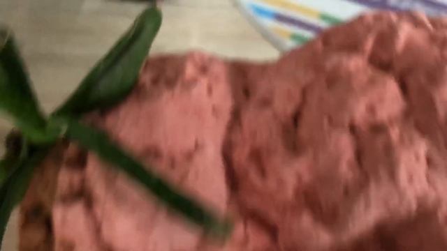 Suivi Camponotus sanctus 5 смотреть онлайн