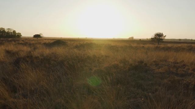 Собирала ягоды в лесу, но тут услышала треск веток позади. Обернувшись, дико испугалась и закричала смотреть онлайн