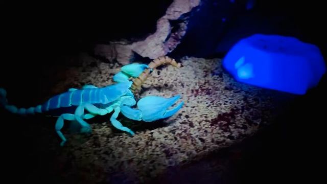 OPISTOPHTHALMUS GLABRIFRONS смотреть онлайн