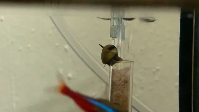 Horned Nerite Snail enjoying a bubble bath смотреть онлайн