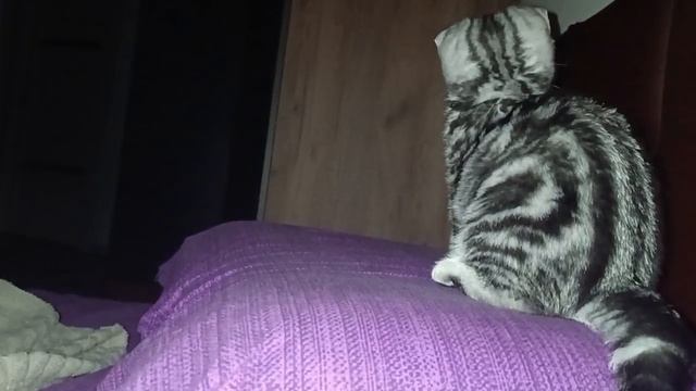 Ушки на подушке