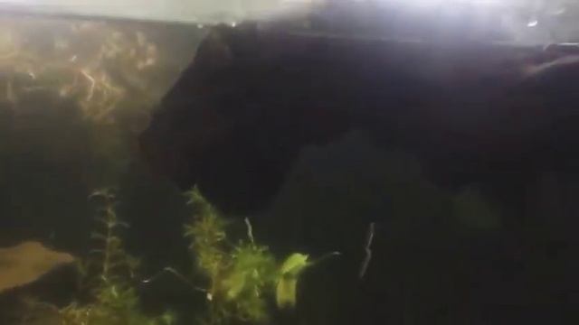 #snakehead#channa ara#channa striata 🥺❤️ смотреть онлайн